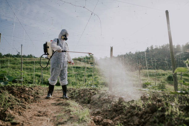 Best Termite Control Services  in Hackleburg, AL