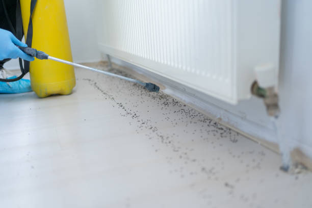 Best Best Pest Control Companies  in Hackleburg, AL