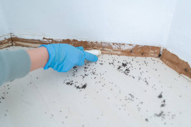 Best Affordable Pest Control Services  in Hackleburg, AL